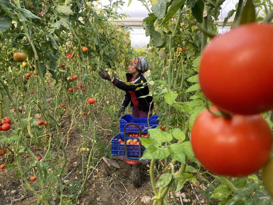 Örtü Altı Tarımda Başı Çeken İlçede Domates Üretimi İlk Sırada Yer Aldı