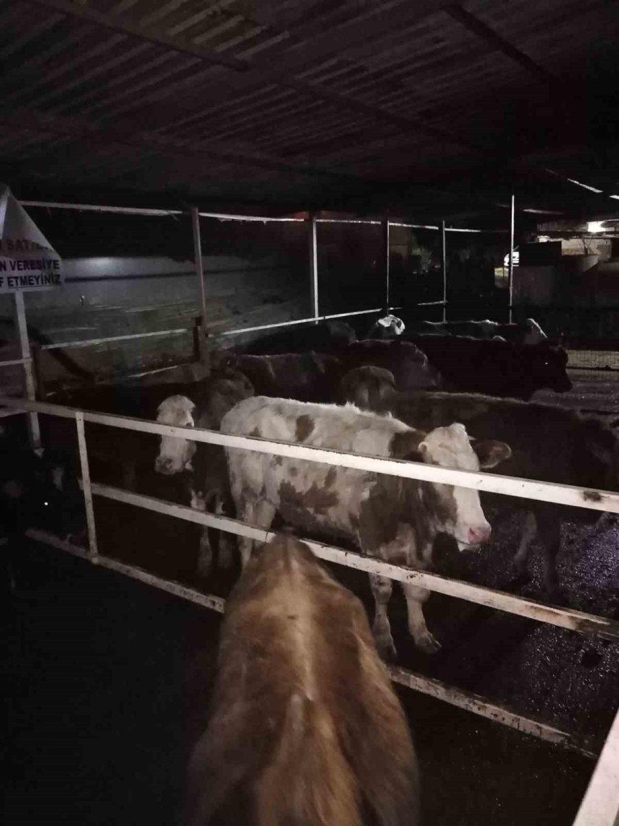 Çıkan Yangında Hayvanların Barınakları Ve Yiyecekleri Kül Oldu