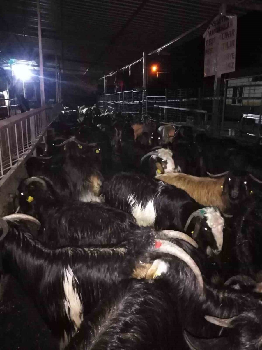 Çıkan Yangında Hayvanların Barınakları Ve Yiyecekleri Kül Oldu