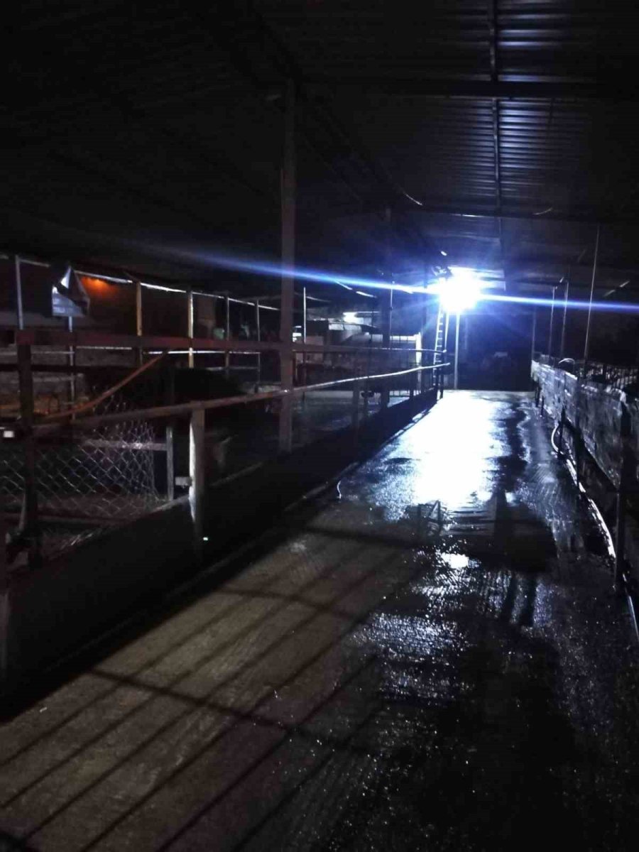 Çıkan Yangında Hayvanların Barınakları Ve Yiyecekleri Kül Oldu