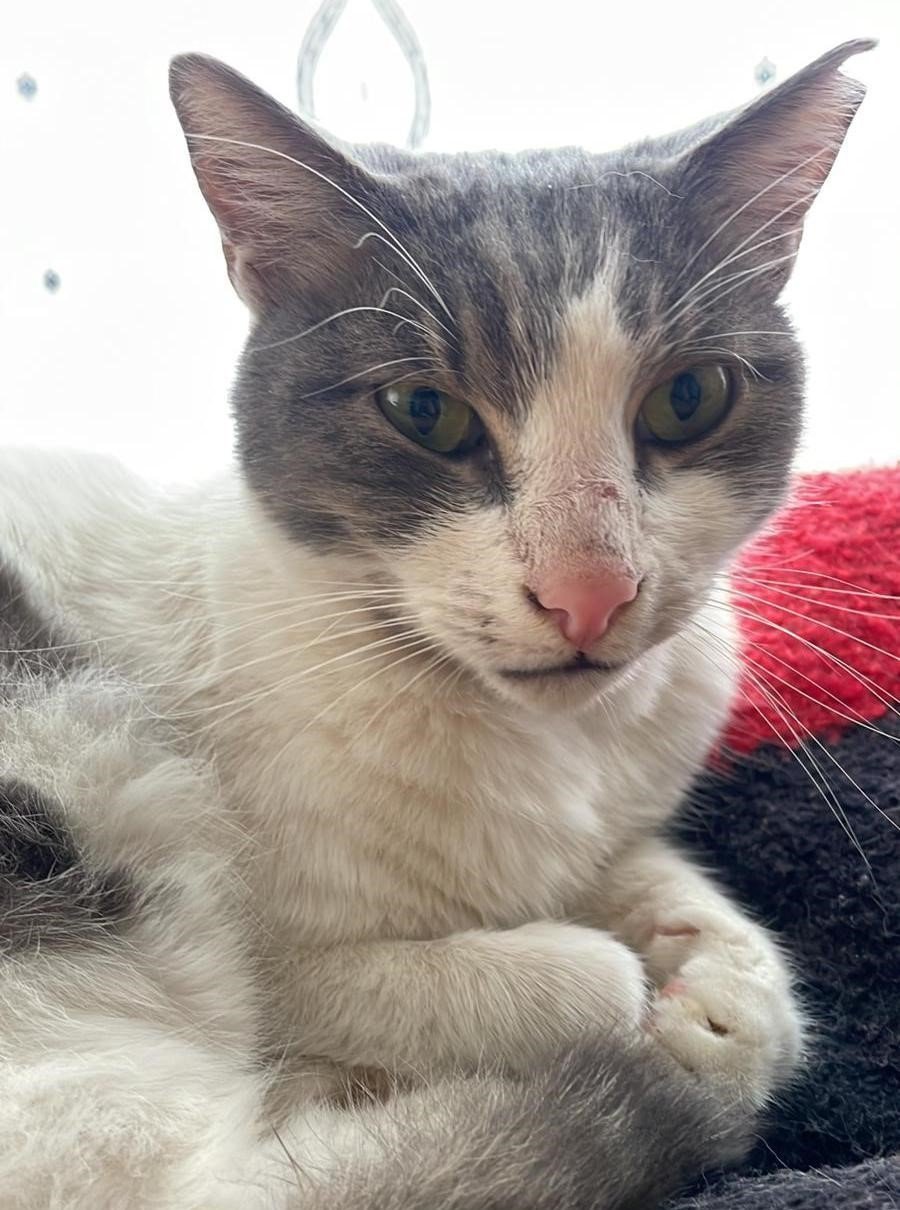 10 Bin Tl Ödülle Aradığı Kedisini, Rüyasına Girdiği Yerde Buldu