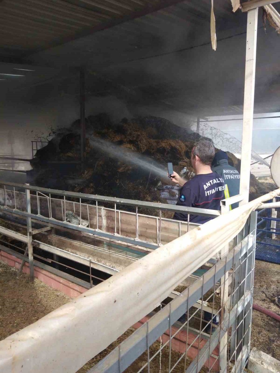 Çıkan Yangında Hayvanların Barınakları Ve Yiyecekleri Kül Oldu