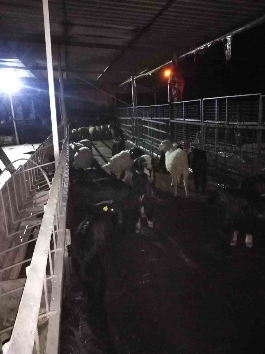 Çıkan Yangında Hayvanların Barınakları Ve Yiyecekleri Kül Oldu