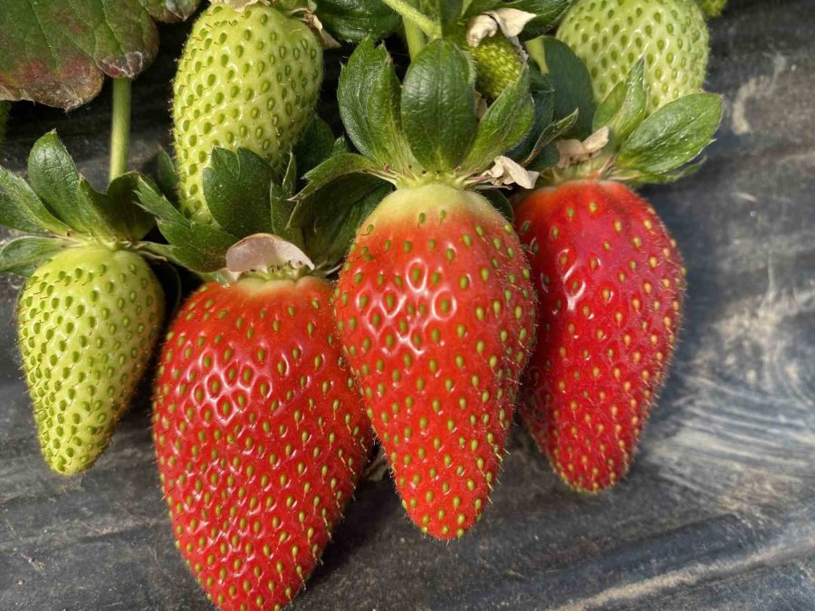 45 Gün Beklenip 6 Ay Hasat Yapılıyor