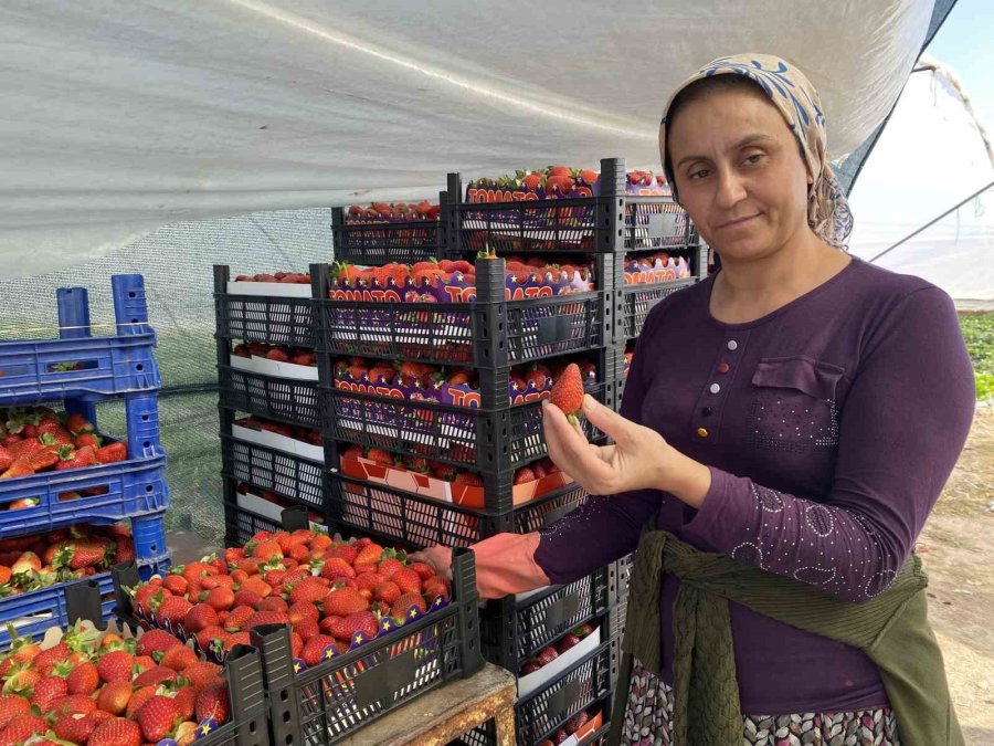 45 Gün Beklenip 6 Ay Hasat Yapılıyor