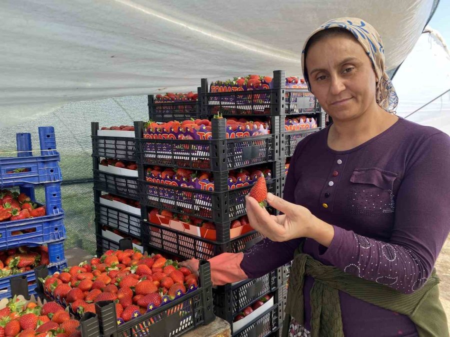 45 Gün Beklenip 6 Ay Hasat Yapılıyor