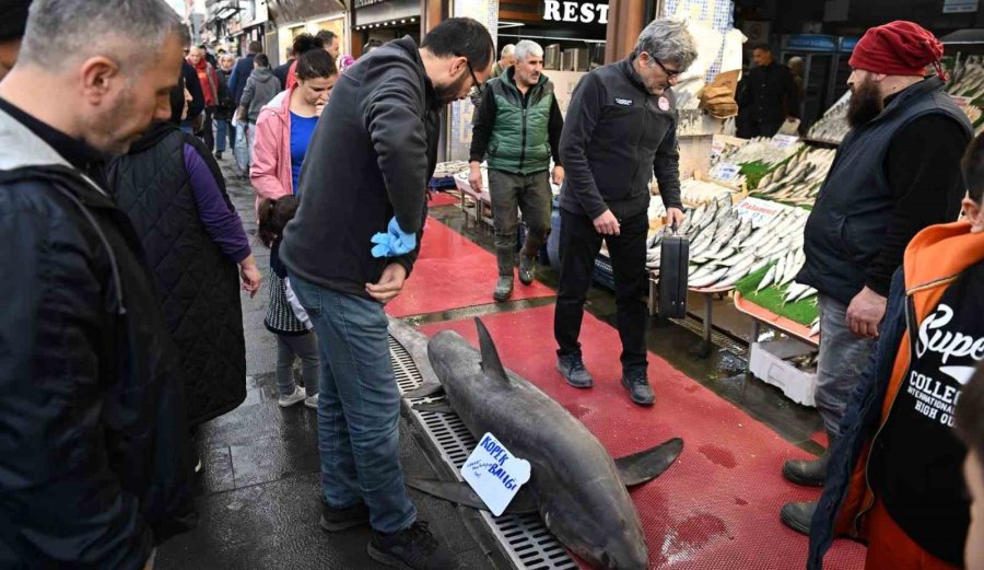 3,5 Metrelik Yasaklı Köpek Balığının Satışına Ceza