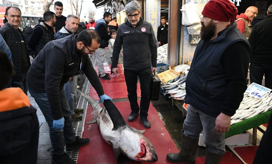 3,5 Metrelik Yasaklı Köpek Balığının Satışına Ceza