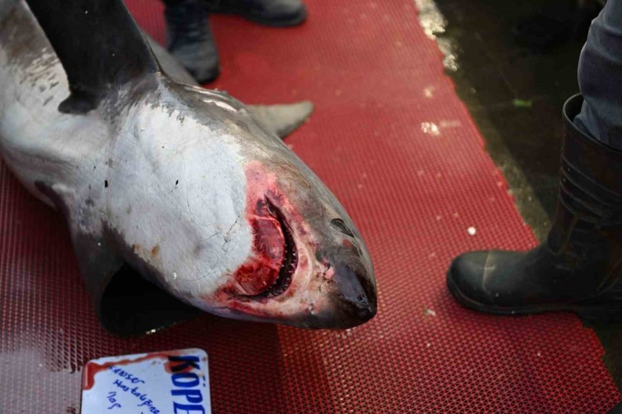 3,5 Metrelik Yasaklı Köpek Balığının Satışına Ceza