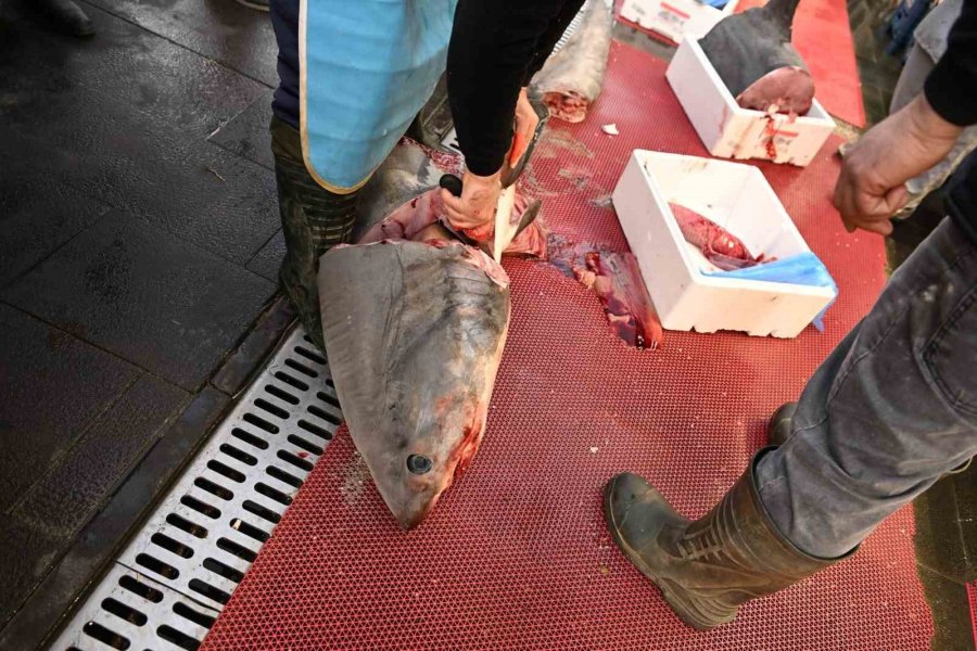 3,5 Metrelik Yasaklı Köpek Balığının Satışına Ceza