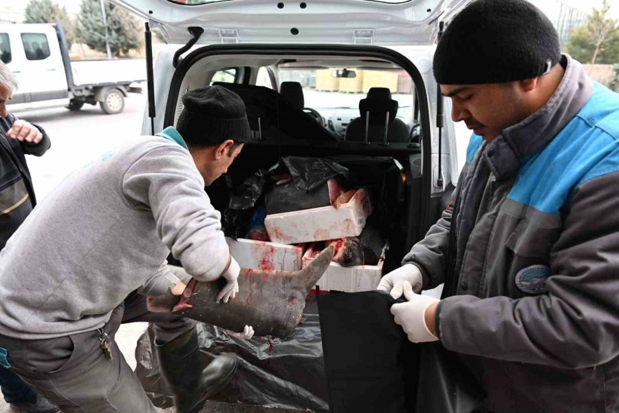 3,5 Metrelik Yasaklı Köpek Balığının Satışına Ceza