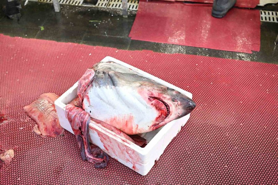 3,5 Metrelik Yasaklı Köpek Balığının Satışına Ceza