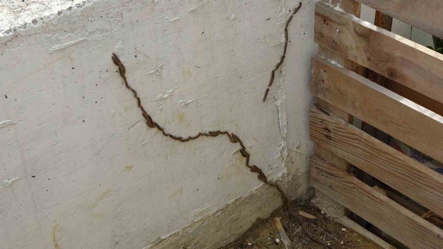 Manavgat’ta Çam Kese Böceği İstilası