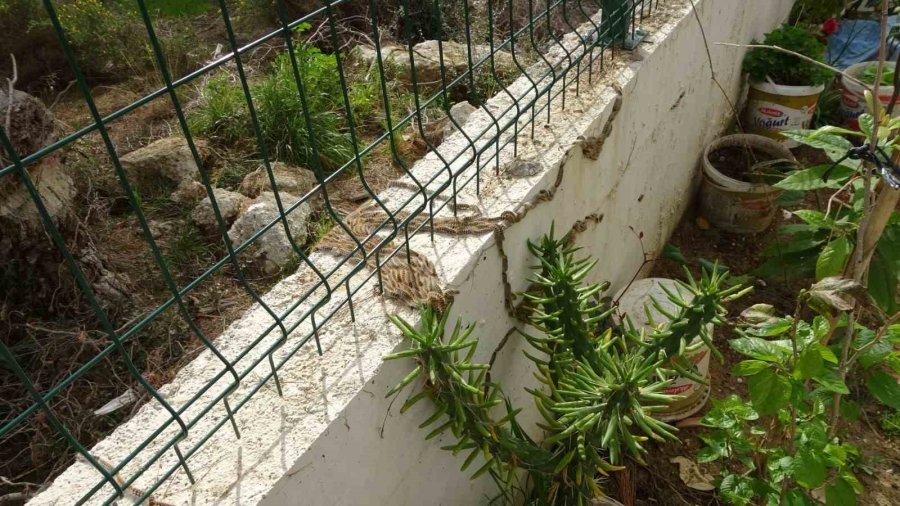 Manavgat’ta Çam Kese Böceği İstilası