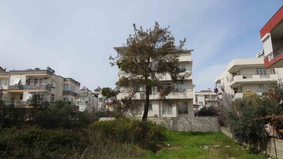 Manavgat’ta Çam Kese Böceği İstilası