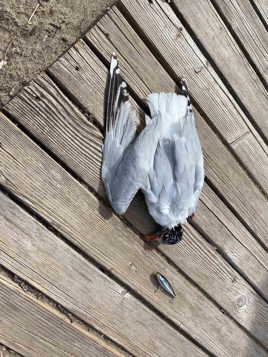 Misina İpine Dolanan Martıyı Temizlik İşçisi Kurtardı