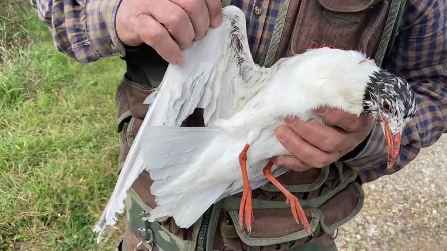 Misina İpine Dolanan Martıyı Temizlik İşçisi Kurtardı