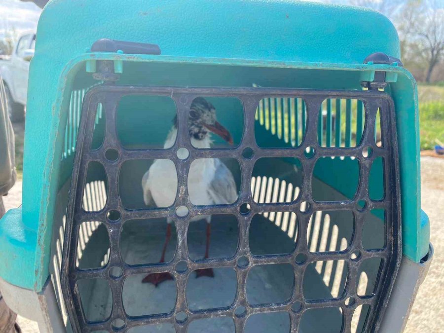 Misina İpine Dolanan Martıyı Temizlik İşçisi Kurtardı