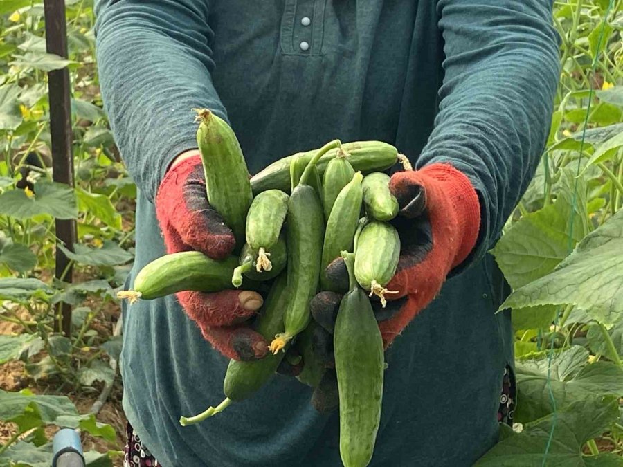 Antalyalı Üretici Kadınlar, Kadınlar Günü’nü Serada Ürün Toplayarak Geçirdi