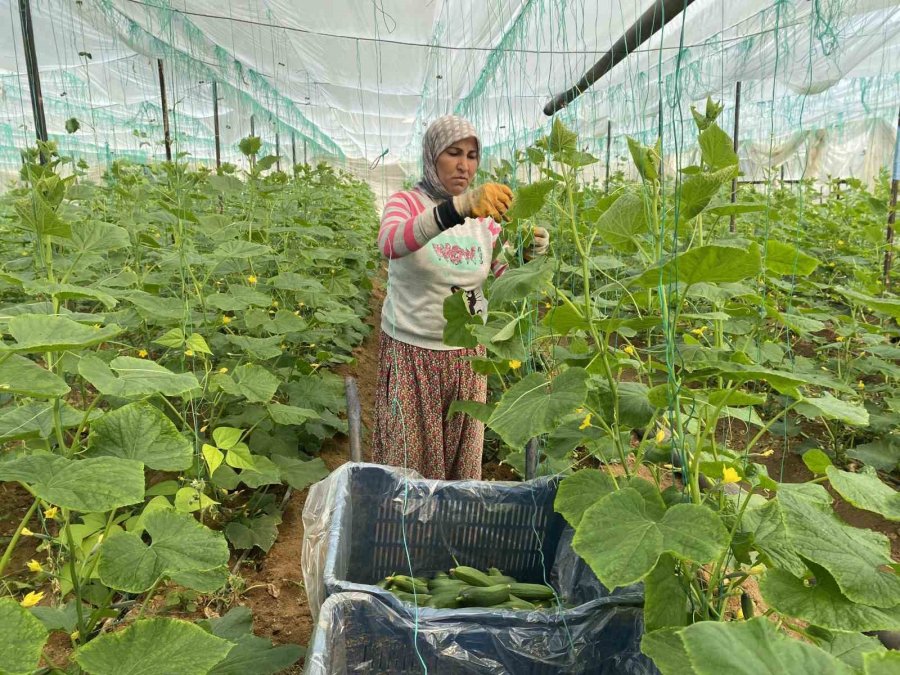 Antalyalı Üretici Kadınlar, Kadınlar Günü’nü Serada Ürün Toplayarak Geçirdi