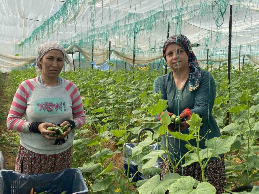 Antalyalı Üretici Kadınlar, Kadınlar Günü’nü Serada Ürün Toplayarak Geçirdi