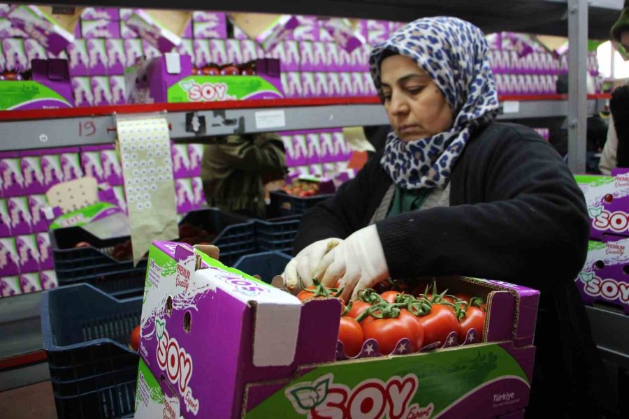 İhracat Yasağı Kalktı, Domates Hareketliliği Başladı