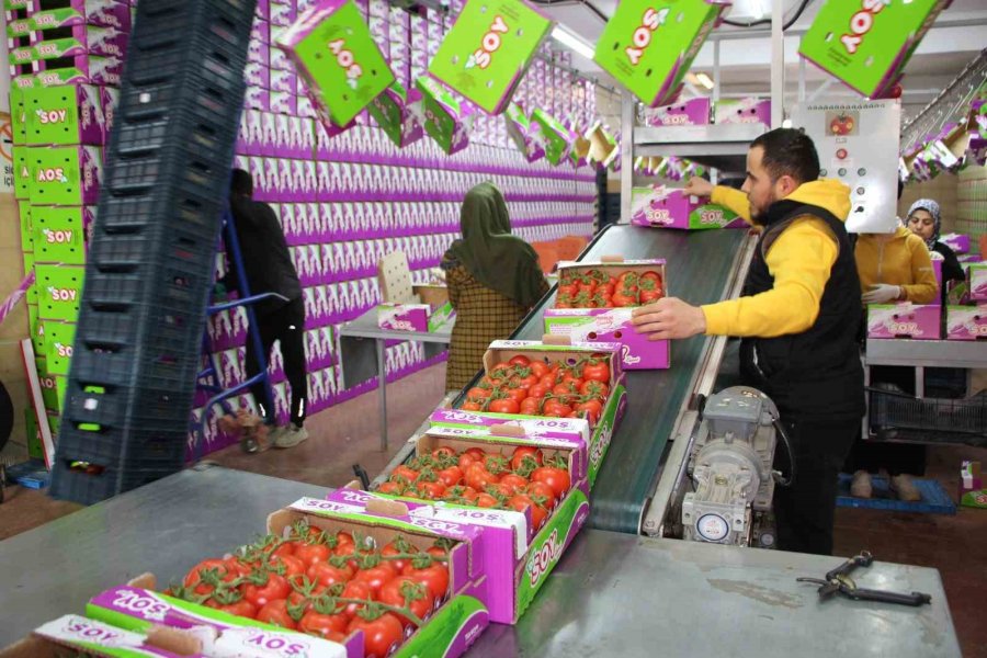 İhracat Yasağı Kalktı, Domates Hareketliliği Başladı