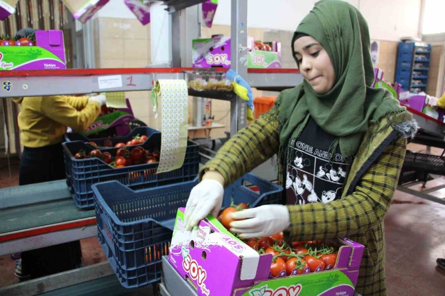 İhracat Yasağı Kalktı, Domates Hareketliliği Başladı