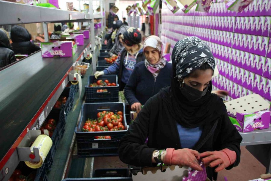 İhracat Yasağı Kalktı, Domates Hareketliliği Başladı