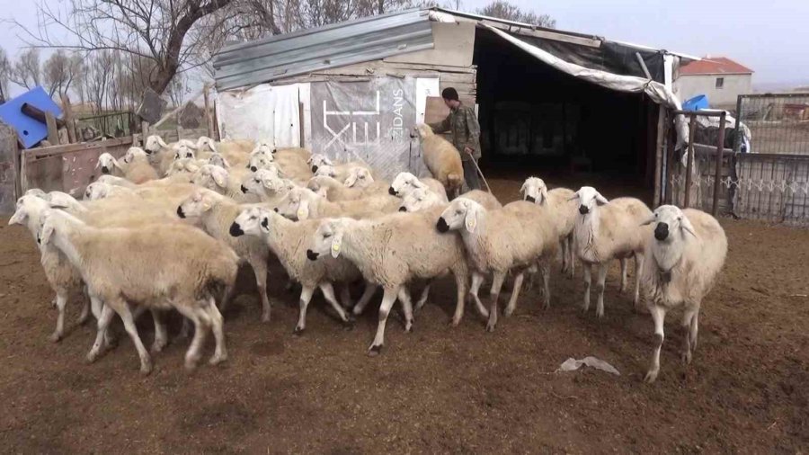 Karamanlı Üreticiler, Yabancı Uyruklu Çoban Ve Tarım İşçileri İçin Sabit Maaş Düzenlemesi İstiyor