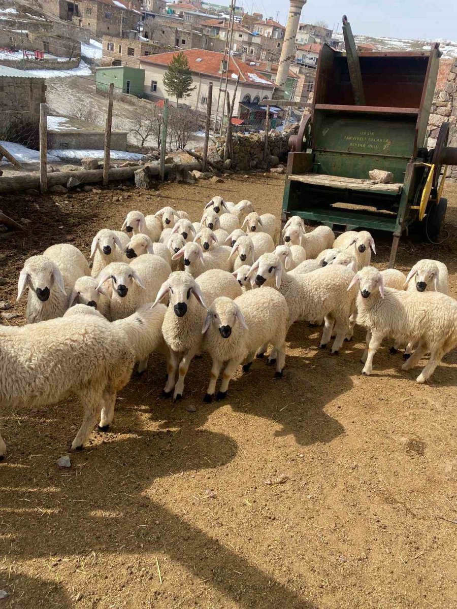 Başkan Büyükkılıç’ın ‘meraları Şenlendiren Projesi’, Besiciye Umut Oldu