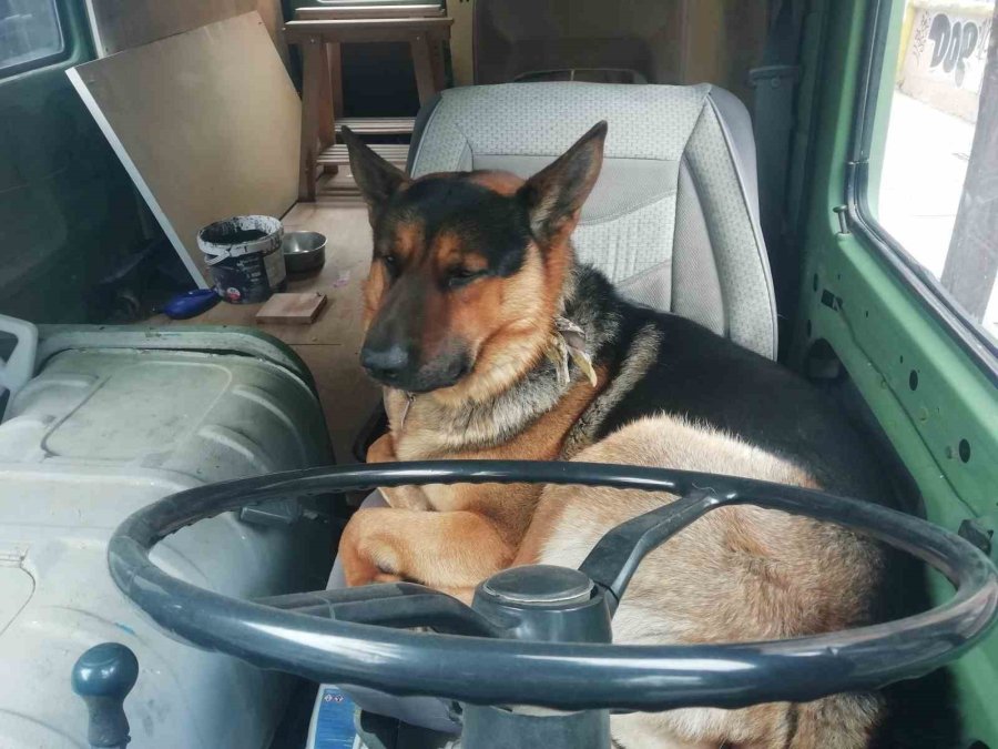 Her Sabah Şoför Koltuğunda Bekleyen Sevimli Köpek Merak Konusu Oldu