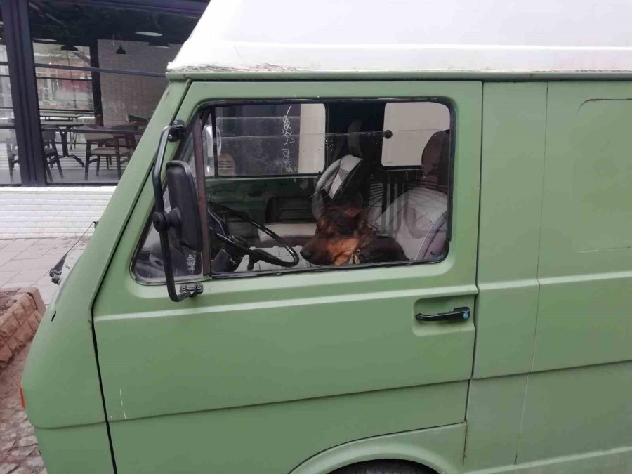 Her Sabah Şoför Koltuğunda Bekleyen Sevimli Köpek Merak Konusu Oldu