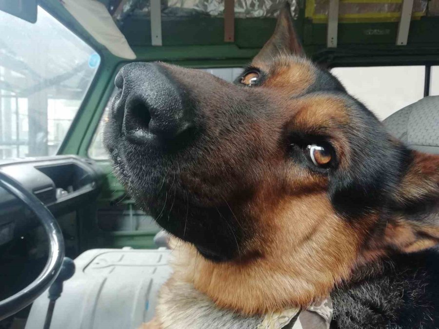 Her Sabah Şoför Koltuğunda Bekleyen Sevimli Köpek Merak Konusu Oldu