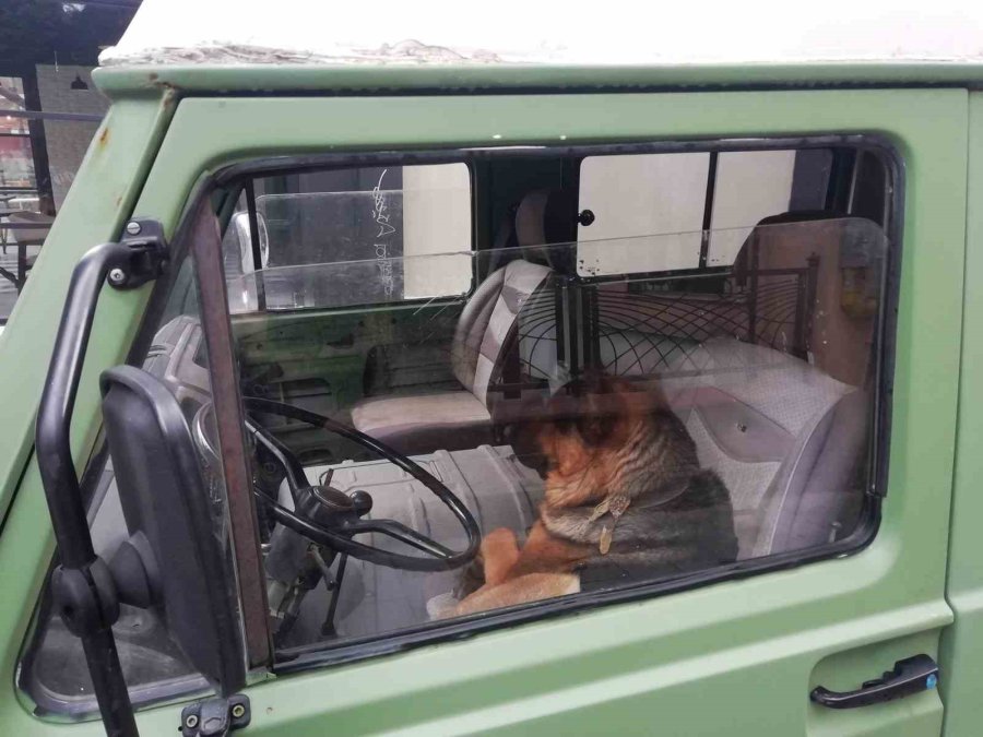 Her Sabah Şoför Koltuğunda Bekleyen Sevimli Köpek Merak Konusu Oldu