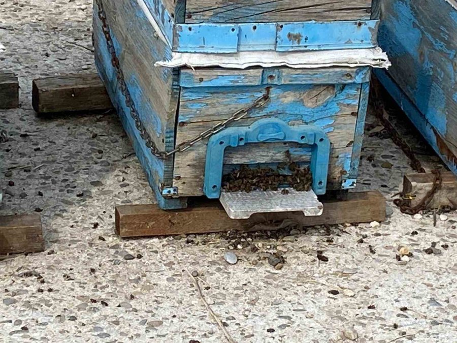 Arıcıların Kışlama Mesaisi Başladı