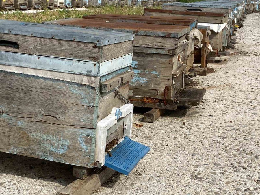 Arıcıların Kışlama Mesaisi Başladı