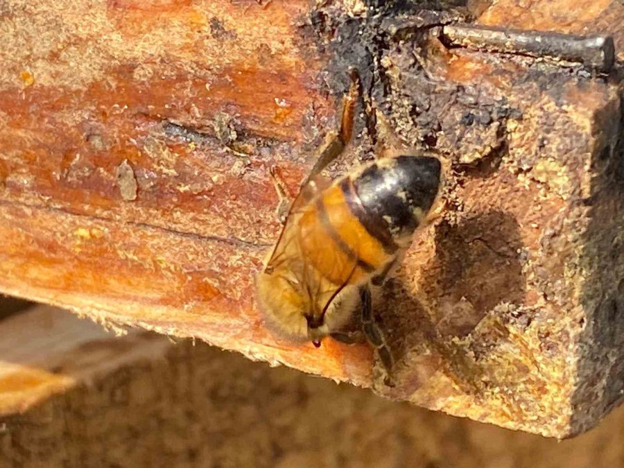 Arıcıların Kışlama Mesaisi Başladı