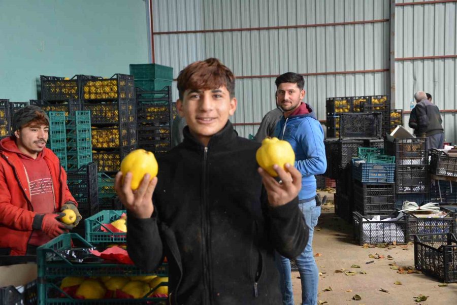 Margarit Armudu Ve Ayvada İhracat Hareketliliği