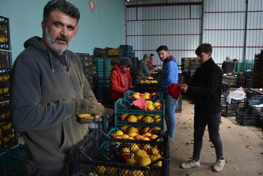 Margarit Armudu Ve Ayvada İhracat Hareketliliği