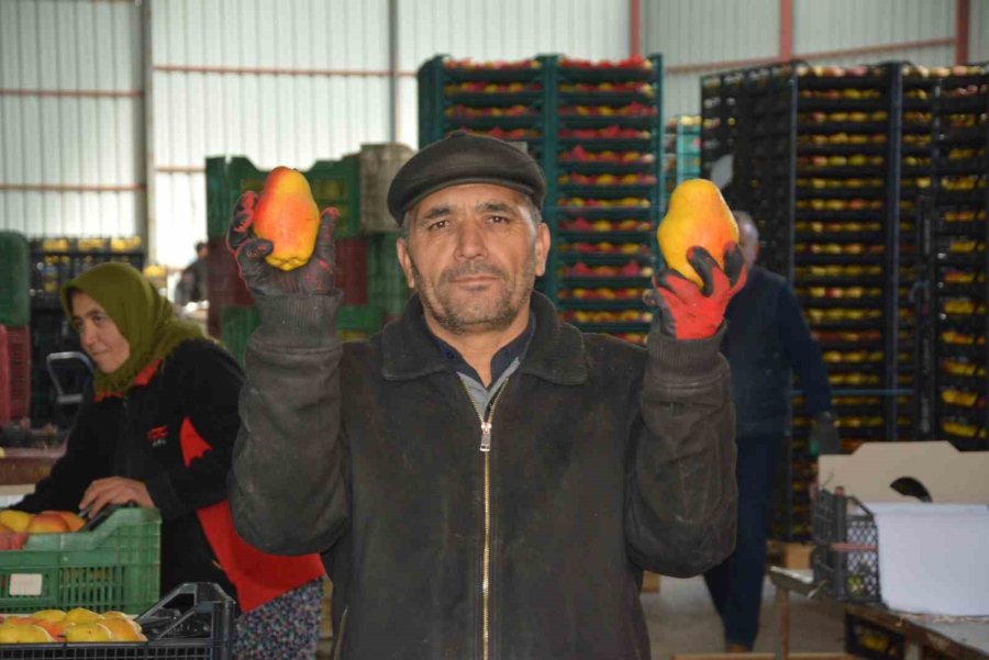 Margarit Armudu Ve Ayvada İhracat Hareketliliği