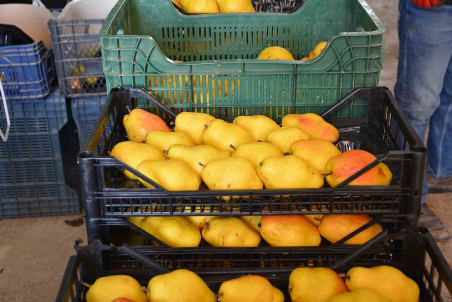 Margarit Armudu Ve Ayvada İhracat Hareketliliği