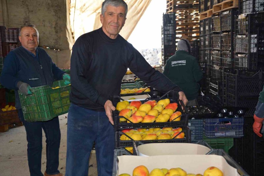 Margarit Armudu Ve Ayvada İhracat Hareketliliği