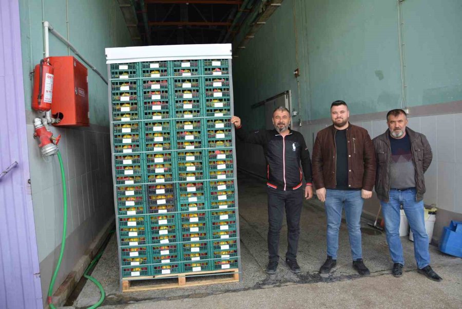 Margarit Armudu Ve Ayvada İhracat Hareketliliği