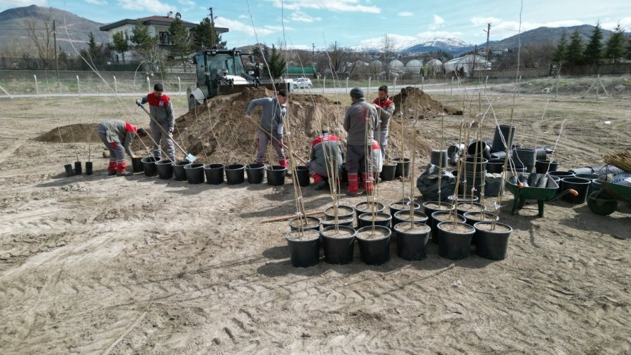 4 Bin 500 Adet Çınar Fidanı Melikgazi’ye Ağaç Olacak