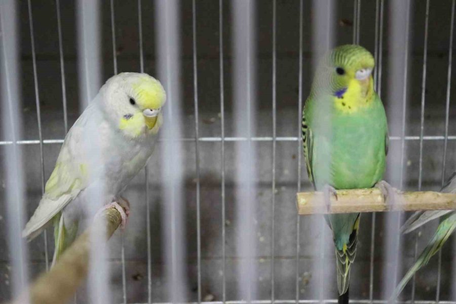Depremden Sonra Muhabbet Kuşlarının Satışı Patladı