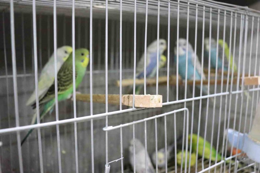 Depremden Sonra Muhabbet Kuşlarının Satışı Patladı