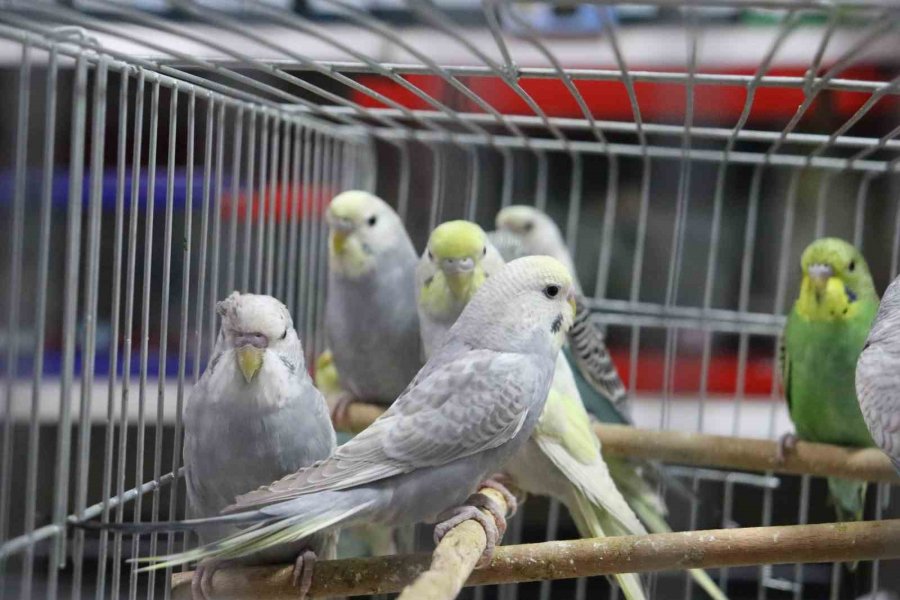 Depremden Sonra Muhabbet Kuşlarının Satışı Patladı