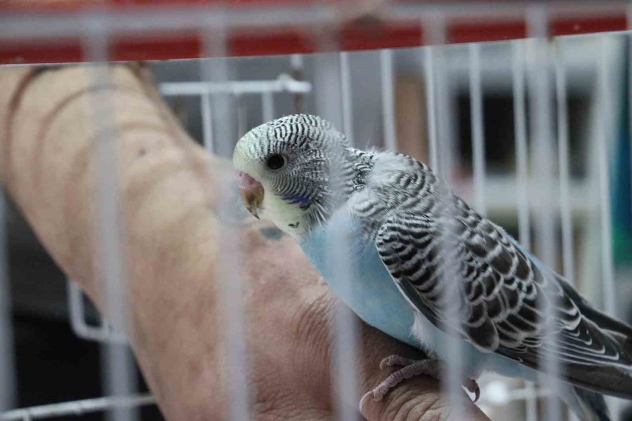 Depremden Sonra Muhabbet Kuşlarının Satışı Patladı
