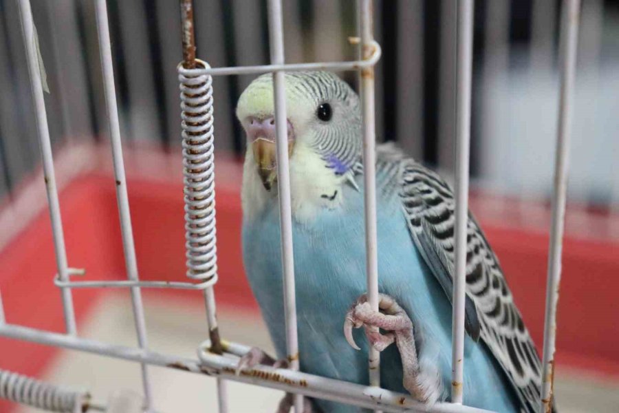 Depremden Sonra Muhabbet Kuşlarının Satışı Patladı